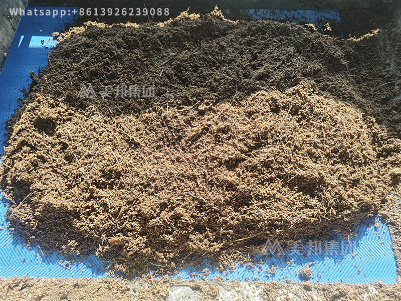 Coconut coir with high moisture content enters the belt press