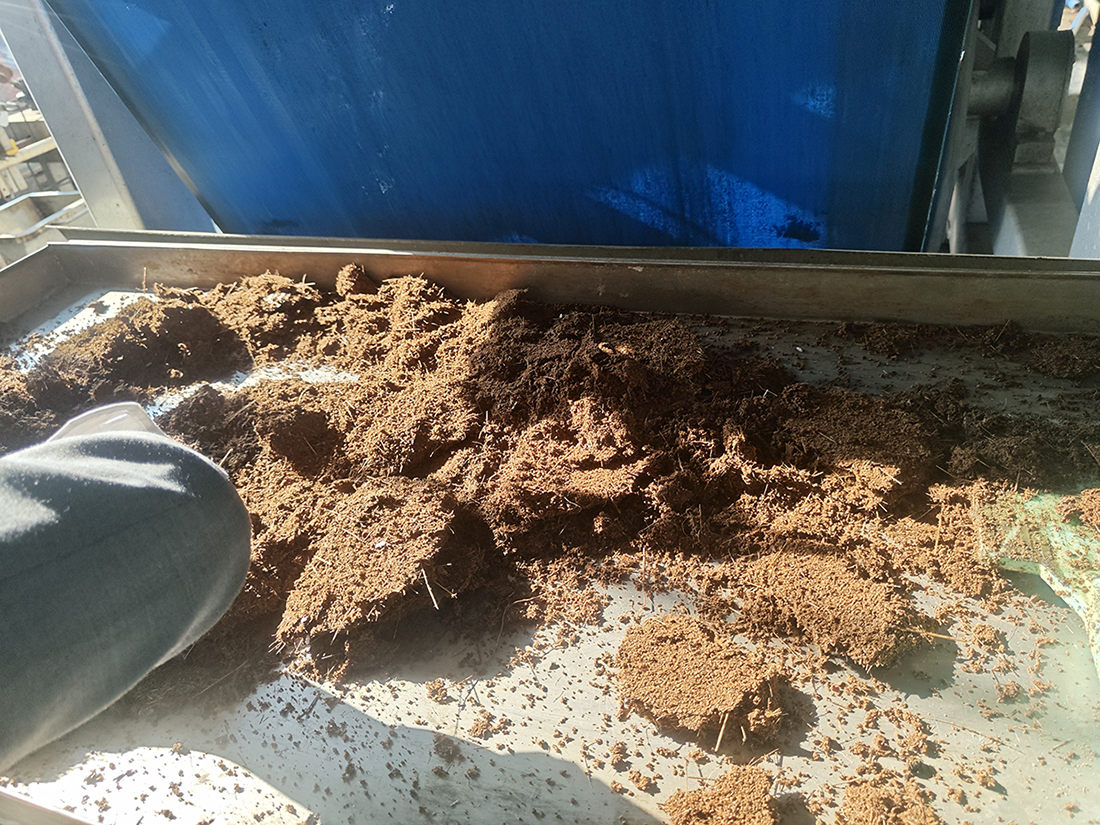 Coconut coir dehydrated by a belt press