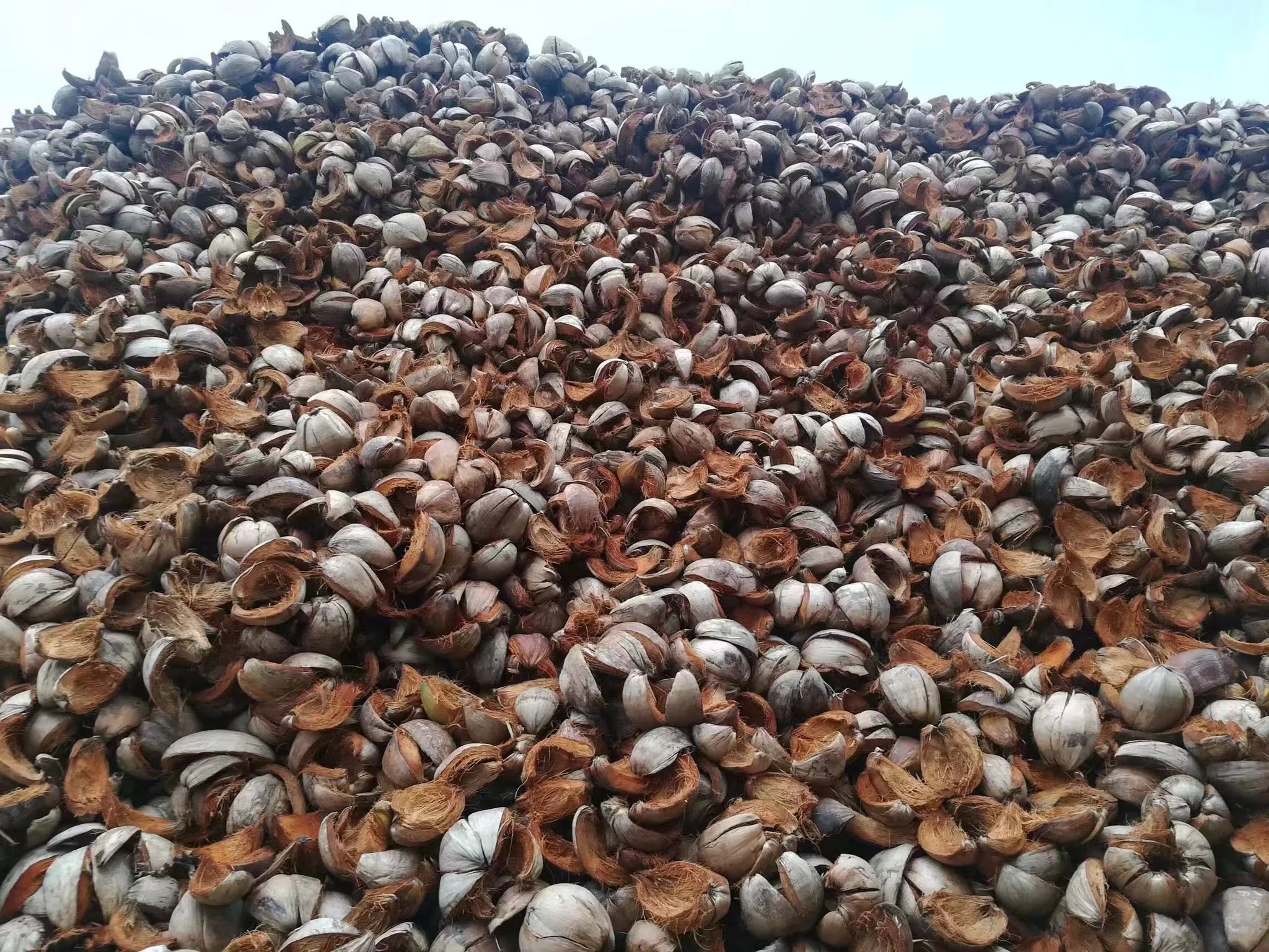 Coconut husks prepared for processing at the factory
